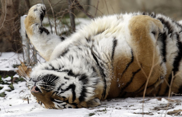 Animal shots of the week